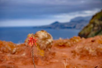 Blick auf die Küste von Madeira