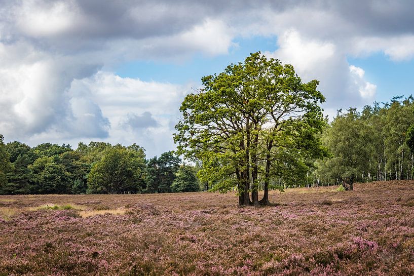 Veluwe Zoom von Guy Lambrechts Fotografie