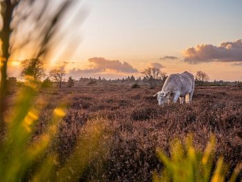 Grazend Charolais rund op de Heide