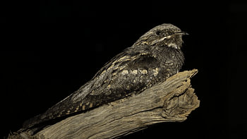 Nachtschwalbe (Caprimulgus europaeus)