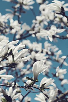 Witte magnolia bloesems van Dirk Wüstenhagen