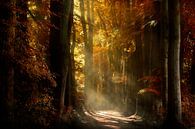 Soleil de la forêt (Forêt d'automne néerlandaise) par Kees van Dongen Aperçu