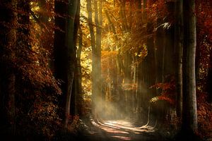 Forest Sun (Nederlands Herfst Bos) van Kees van Dongen