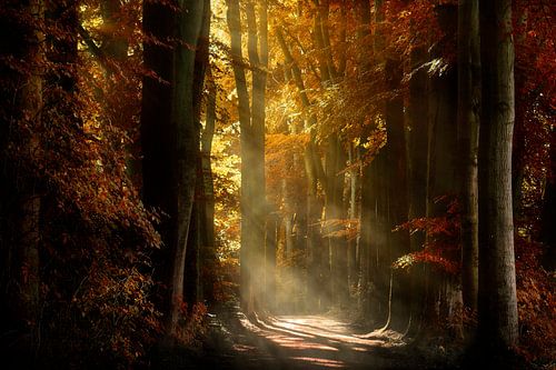 Forest Sun (Nederlands Herfst Bos)