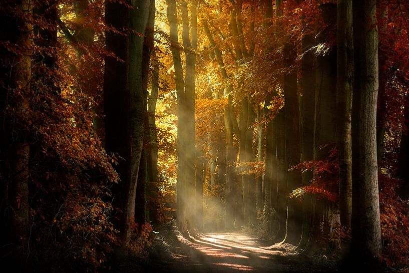 Soleil de la forêt (Forêt d'automne néerlandaise) par Kees van Dongen