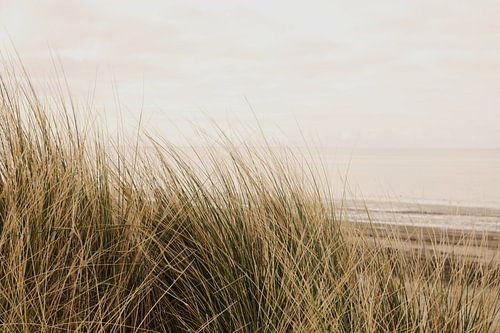 Plage de Harlingen