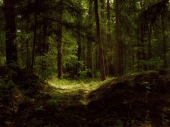 An atmospheric dark forest.