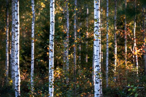 Birch trees in the forest at sunset