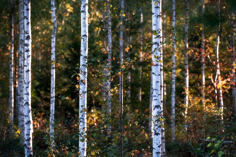 Birkenbäume im Wald zum Sonnenuntergang von Daniel Pahmeier