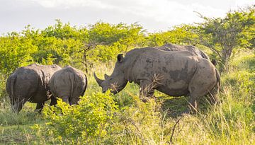 Neushoorns in het natuurreservaat Hluhluwe National Park, Zuid-Afrika van SHDrohnenfly