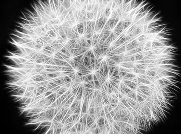Dandelion fluff (black and white) by Caroline Lichthart