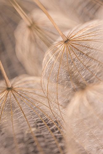 Hout kleurige pluisjes van een morgenster hangen in het licht