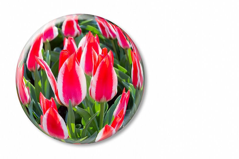 Rot mit weiße Tulpen in Glaskugel auf dem Keukenhof in Holland von Ben Schonewille