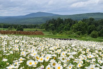 Een veld met madeliefjes in bloei van Claude Laprise