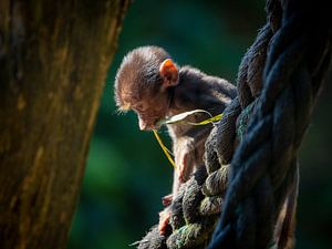 Klein aapje op een touw van Clicks&Captures by Tim Loos