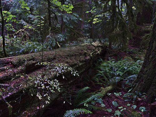 Cirkel van het leven