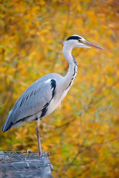 Graureiher (Ardea cinerea) von Dirk Rüter