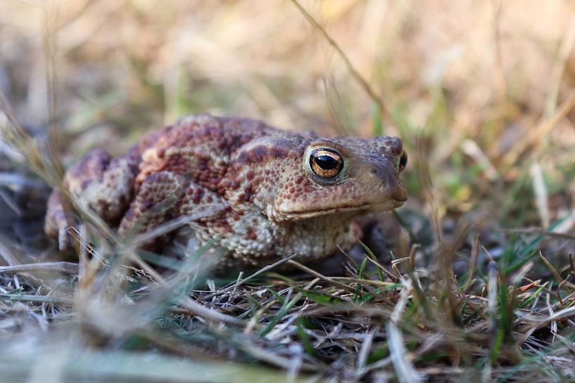 Getarnte Erdkröte von Imladris Images
