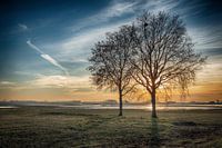 Twee kale bomen bij zonsondergang