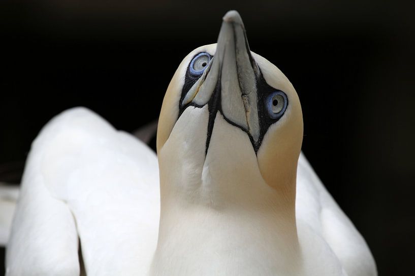 Porträt einer Gannet von Edwin Butter