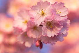 Japanische Kirschblüte von Jiri Viehmann