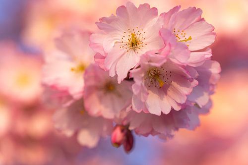 Japanse kersenbloesem