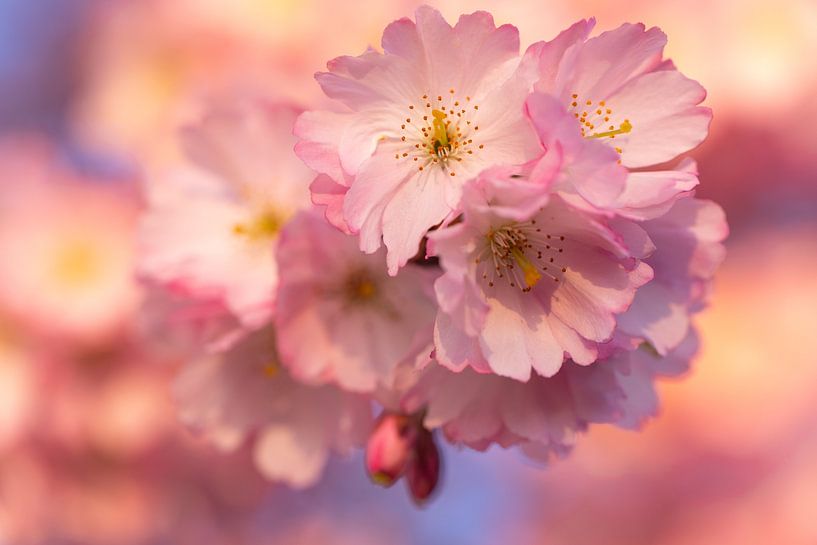 Japanse kersenbloesem van Jiri Viehmann