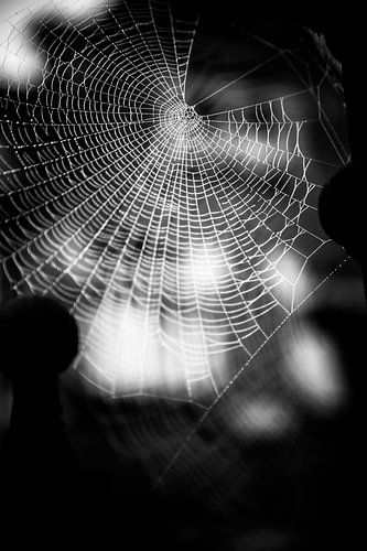 Spider web (black and white)