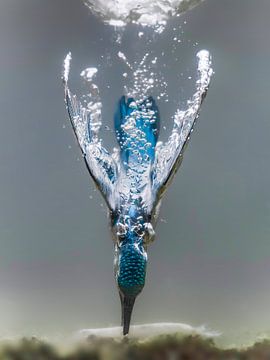 Diving Kingfisher by Tariq La Brijn