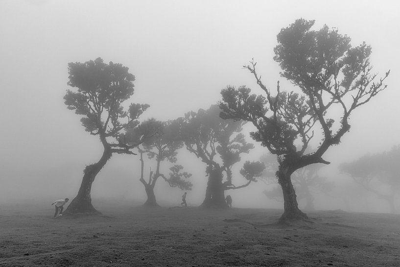 Fanal Forest III by Anneke Hooijer