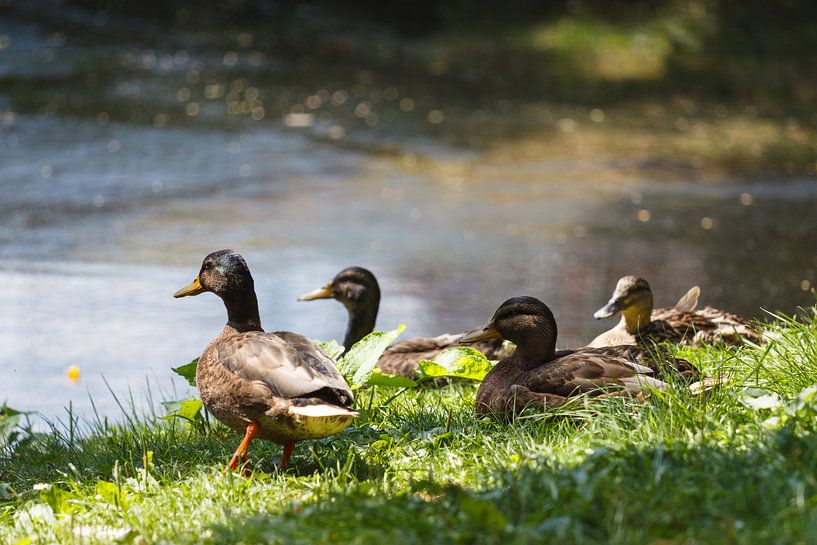 Entenfamilie am Teich van Rolf Pötsch