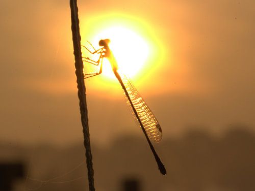 Libelle in de zon