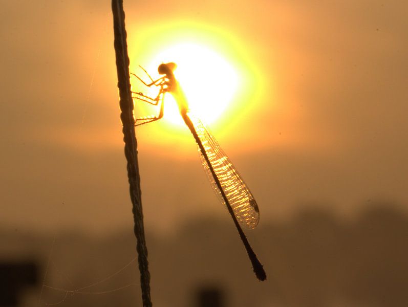 Libelle in de zon van Ab Donker