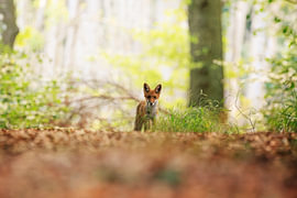 Fuchs im Wald von Niklas Voth