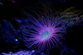 une vie sous-marine magnifique sur nathalie Peters Koopmans