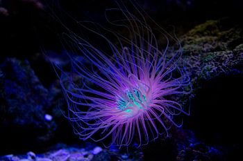 wunderschöne Unterwasserwelt