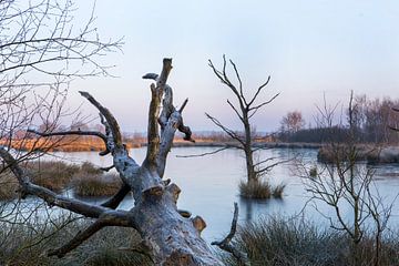 22-02-2018, PESSE, Zonsopkomst in nationaal park Dwingelderveld van Francois Wieringa