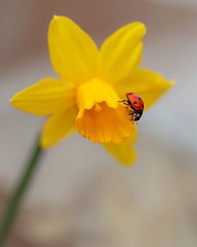 Lieveheersbeestje op Narcis van Marga Vroom
