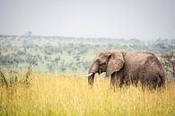 Olifant / Afrikaans landschap / Natuurfotografie / Oeganda van Jikke Patist thumbnail