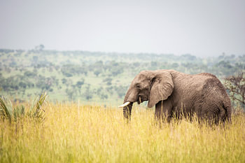 Elefant / Afrikanische Landschaft / Naturfotografie / Uganda