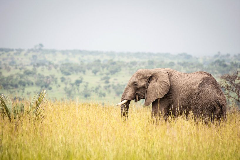 Olifant / Afrikaans landschap / Natuurfotografie / Oeganda van Jikke Patist