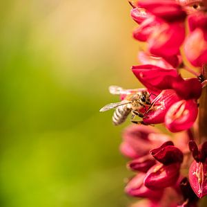 Petite abeille sur une fleur de lupin sur Jeroen Mikkers