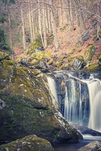 Chute d'eau dans la forêt