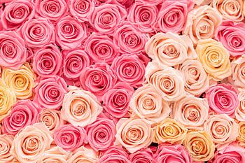 Roses are not always red