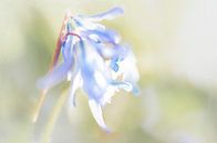 Jacinthes de la forêt bleue par Rietje Bulthuis Aperçu