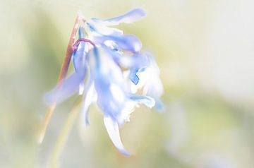 Jacinthes de la forêt bleue sur Rietje Bulthuis