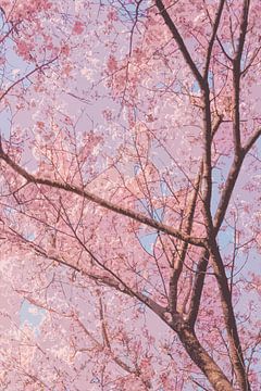 Cherry blossoms in sunny Japan by Mickéle Godderis