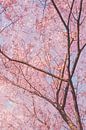 Kersenbloesems in het zonnige Japan van Mickéle Godderis thumbnail