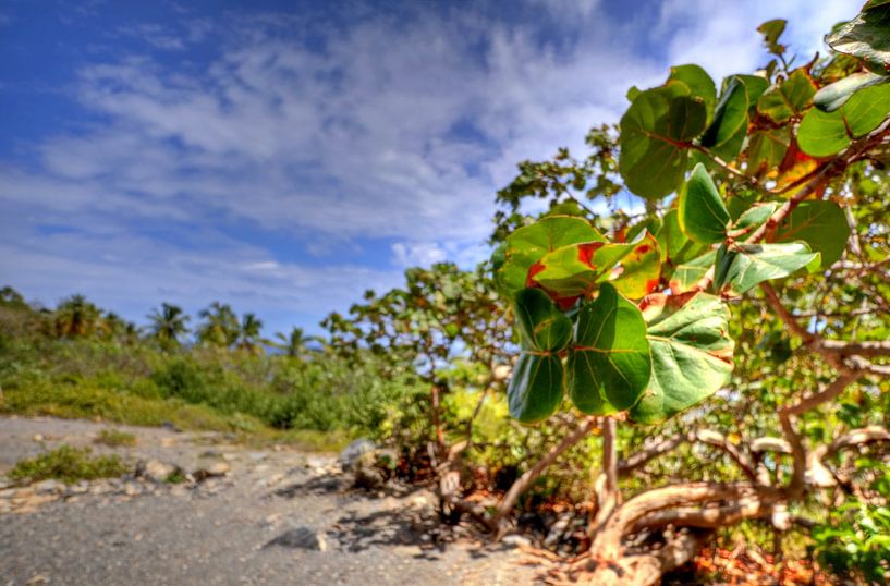 Bij Playa Fronton op het schiereiland Samaná van Roith Fotografie