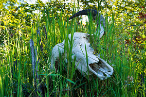 Bleached Animal Skull with Horns Hidden in Tall Green Grass